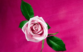 Cool pink rose