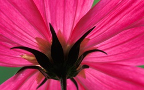 Космический цветок