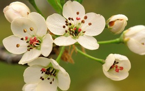 Весеннее цветение