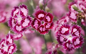 Ледяная гвоздика