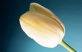 Cream tulip wide
