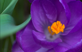 Крокус прекрасный цветок