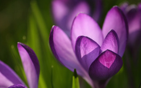 Крокус красивые цветы