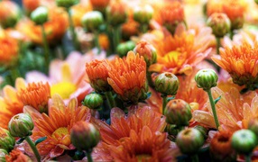 Милые ромашки