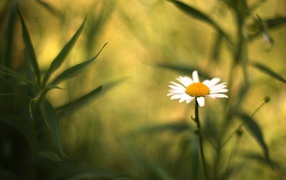 Полевая ромашка