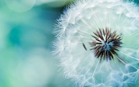 Созревший одуванчик