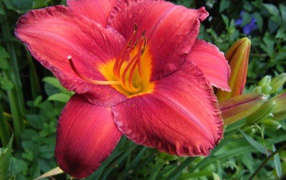 Daylily flower growing in the garden