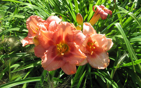 Садовые цветы лилейник на дачном участке