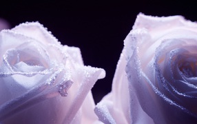 Decorated purple roses