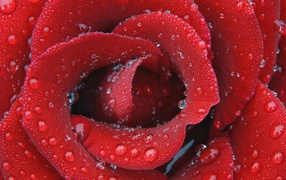 Цветок нежной розы