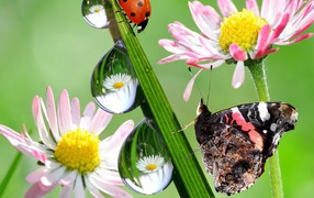 Hежные цветы