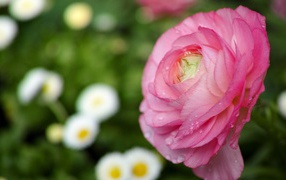 Нежные лепестки розы