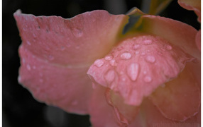 Капли росы на цветке гладиолуса