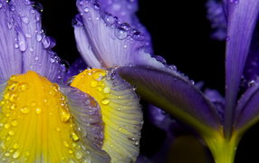 Dew on the petals of the iris