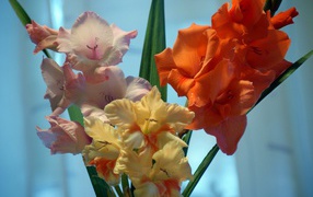 Different varieties of gladiolus flowers