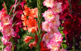 Разные сорта гладиолусов в саду
