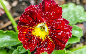 Divine Flower red pansy