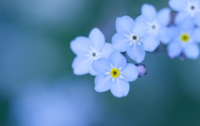 Divine flowers forget-me