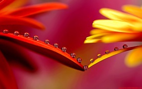 Капельки на лепестках