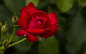 Капли воды на розе