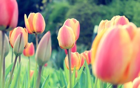 Easter tulips