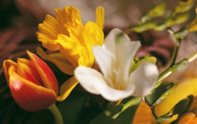 Экспозиция из цветов