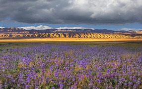 Поле синих цветов в Калифорнии