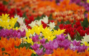 Поле разноцветных цветов