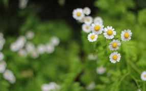 Цветы в поле