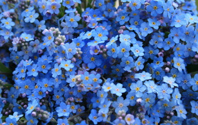 Flourished on the lawn beautiful forget-me