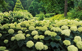 Цветочный куст в парке