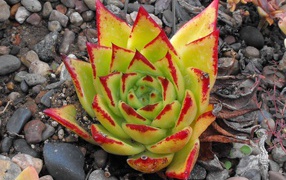 Цветок эхеверия (эчеверия)  на дачном участке