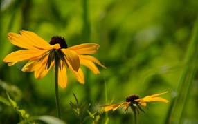 Цветок в траве