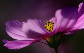 Цветок на тёмном фоне