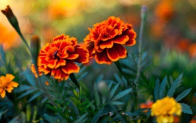 Пара цветов