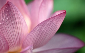 Розовый цветок