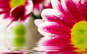 Цветочные размышления