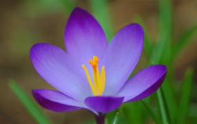 Цветок шафран (крокус) на поляне