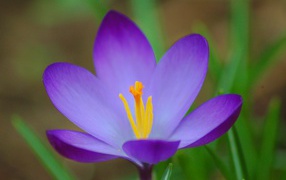 Цветок шафран (крокус) на поляне