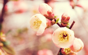 Королевство цветов