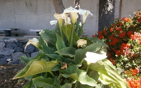 Цветки Калы