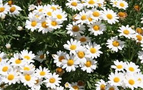 Цветы маргаритки на поляне весной