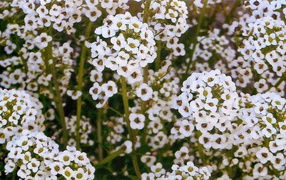 Выращивание цветов алиссум в саду