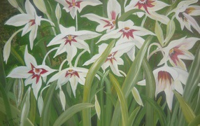 Выращивание цветов ацидантера в саду