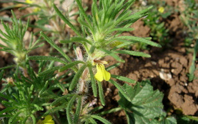 Выращивание цветов аюга в саду