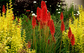 Выращивание цветов кникофия в саду