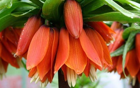 Красивый цветок рябчик императорский в саду