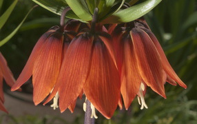 Выращивание цветов рябчик императорский в саду