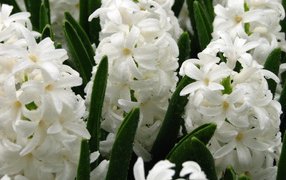 Цветы белые гиацинты
