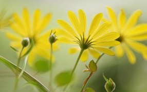 Цветы с длинными лепестками